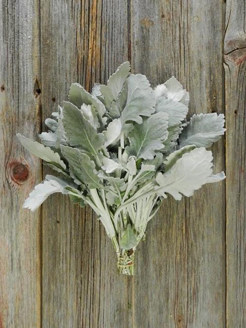 DUSTY MILLER GRAY GREENS